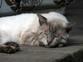 DSCF6431_600.jpg