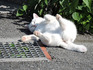DSCN0387_600.jpg