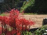 DSCN0410_600.jpg