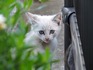 DSCN0437_600.jpg