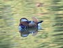 DSCN0557_600.jpg