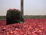 DSCN0931_600.jpg