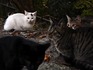 DSCN0964_600.jpg