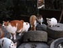 DSCN0967_600.jpg