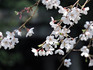 DSCN1167_600.jpg