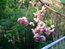 DSC_0005_600.jpg
