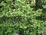 DSC_0077_600.jpg