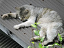 DSCN1551_600.jpg
