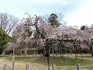 DSCN2007_600.jpg