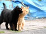 DSCN2150_600.jpg