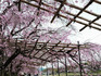 DSCN2400_600.jpg