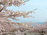 DSCN2556_600.jpg