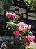 DSCN2882_600.jpg
