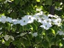 DSCN2912_600.jpg
