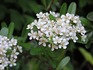 DSCN2967_600.JPG