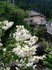 DSC_0226_600.jpg