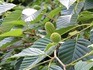 DSCN3247_600.jpg