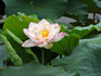 DSCN3371_600.jpg