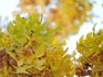 DSCN3938_600.jpg