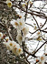 DSC_0189_600.jpg