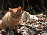 DSCN4385_600.jpg