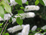 DSCN4783_600.jpg