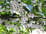 DSCN2917_600.jpg