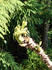 DSC_0230_600.jpg
