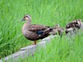 DSCN5207_600.jpg