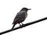 DSCN5427_600.jpg