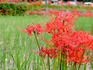 DSCN5542_600.jpg