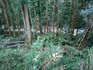 DSC_0290_600.jpg