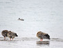 DSCN6083_600.jpg
