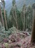DSC_0329_600.jpg