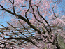 DSCN6664_600.jpg