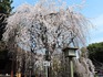 DSCN6333_600.jpg