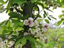 DSCN6990_600.jpg