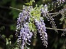 DSCN7082_600.jpg