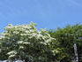 DSCN7681_600.jpg