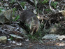 DSCN7941_600.jpg