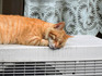 DSCN8053_600.jpg