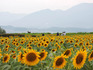 DSCN8247_600.jpg