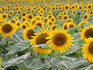 DSCN8250_600.jpg