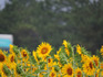 DSCN8290_600.jpg