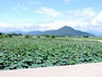 DSCN8293_600.jpg