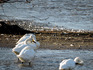 DSCN8644_600.jpg