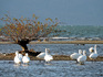 DSCN8651_600.jpg