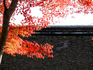 DSCN8819_600.jpg