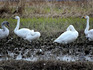 DSCN8912_600.jpg
