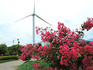 DSCN3334_600.jpg